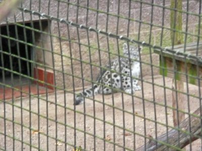snow_leopard_cubs