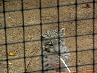 cub_straw2.jpg