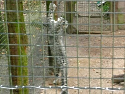 snow_leopard_cubs