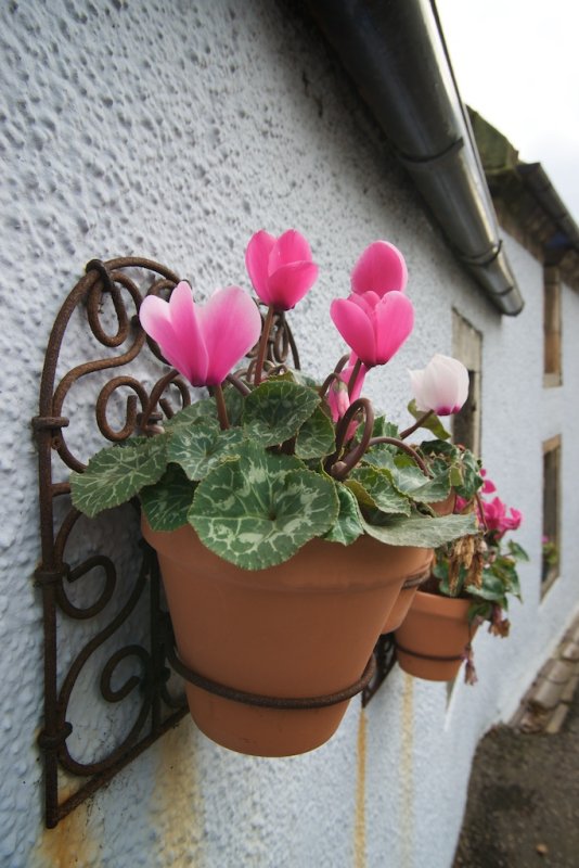 Winter Pots