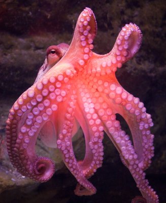 Octopus