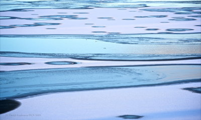 Birds on Frozen Loch Leven