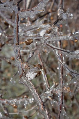 Ice Storm