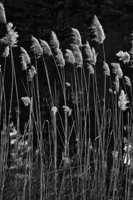 _MG_1666_cs4_bw_web.jpg