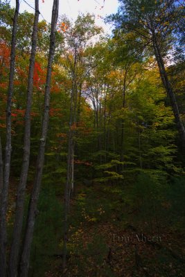 Autumn In New England