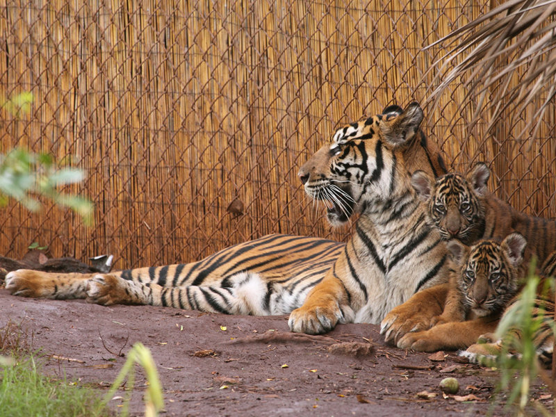 Chrissie With Tondi And Malosi (Left To Right)