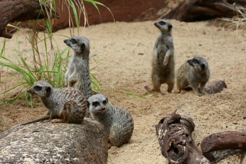 Meerkats
