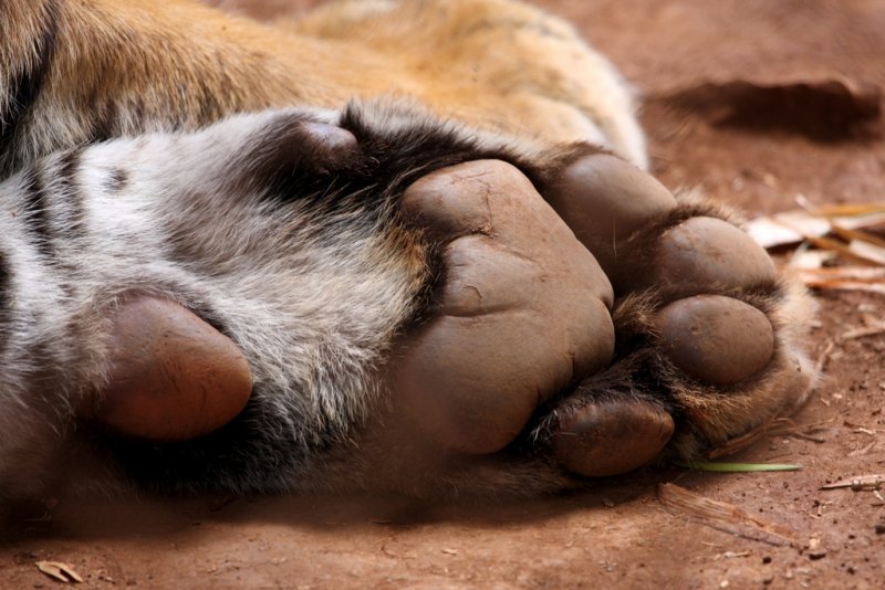 Tondis Front Left Paw