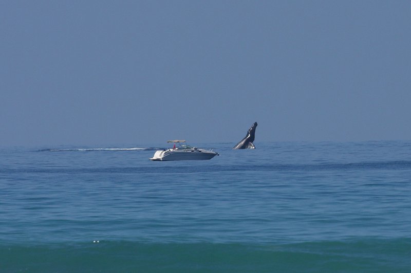 Whale Breach