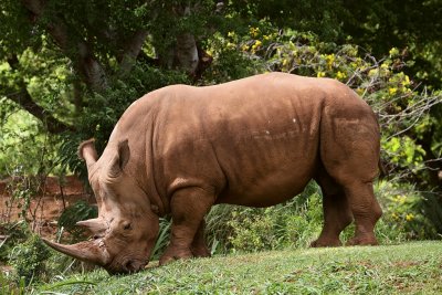 White Rhino