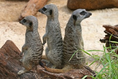 Meerkats