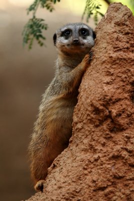 Meerkats