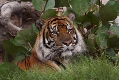 Sumatran Tigers  Three