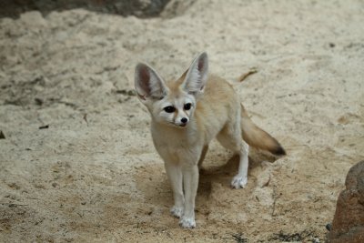 Fennec Fox