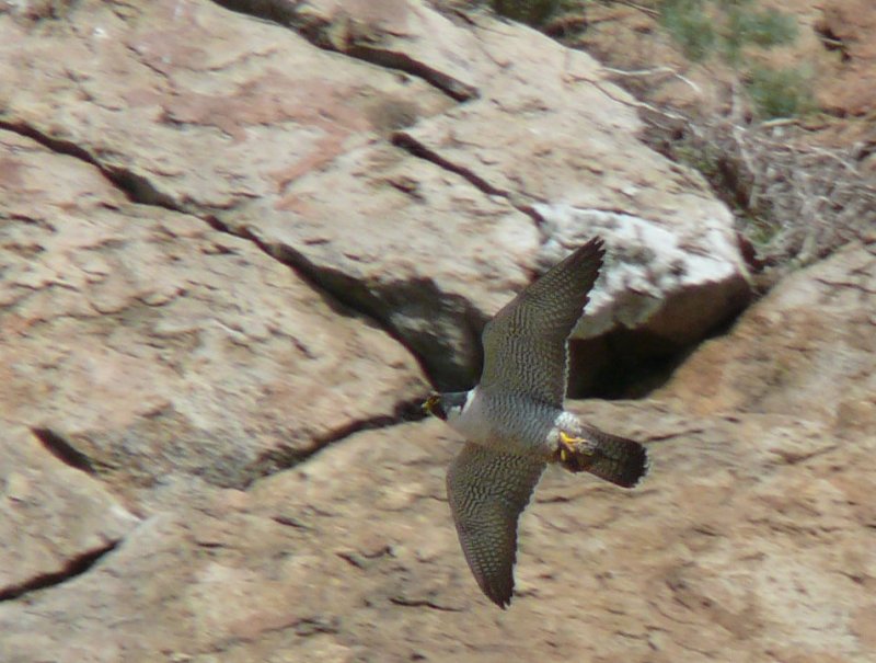 Peregrine with snack