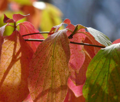 Dogwood show