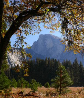Half Dome framed in Autumn