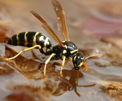 Thirsty wasp