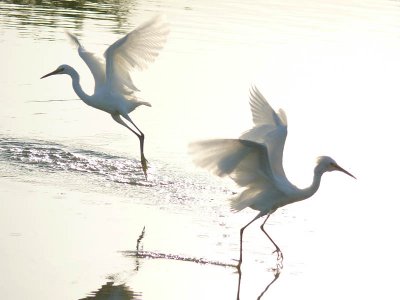 Dance of the egrets