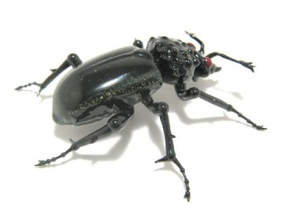 dichro_beetle.jpg