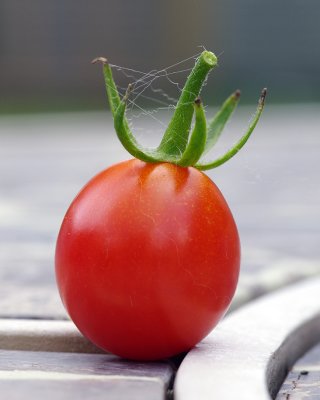 tomato K7_P9677.jpg