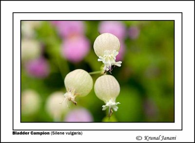 Bladder Campion Silene vulgaris 1.jpg