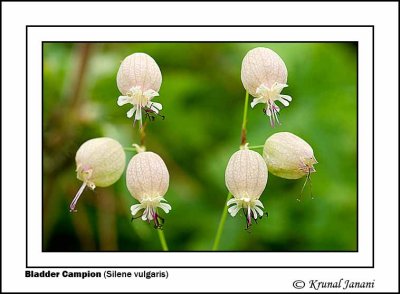 Bladder Campion Silene vulgaris 2.jpg