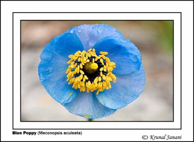 Blue Poppy Meconopsis aculeata 1.jpg