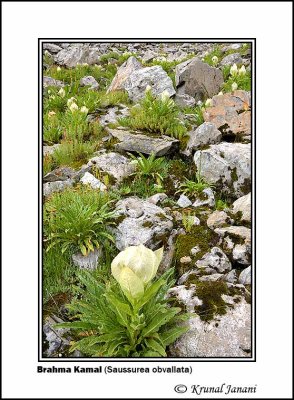 Brahma Kamal Saussurea obvallata 1.jpg