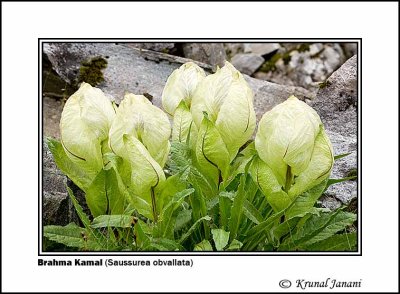 Brahma Kamal Saussurea obvallata 3.jpg