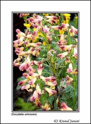 Corydalis 1.jpg