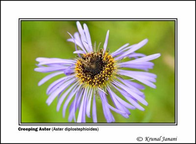 Creeping Aster Aster diplostephioides 1.jpg