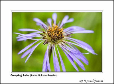 Creeping Aster Aster diplostephioides 2.jpg