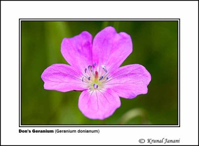 Dons Geranium Geranium donianum 1.jpg