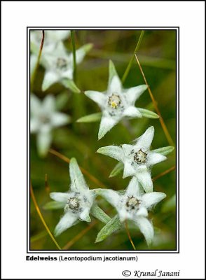 Edelweiss Leontopodium jacotianum 1.jpg
