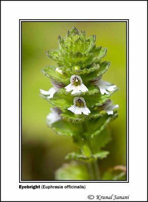 Eyebright Euphrasia officinalis 1.jpg