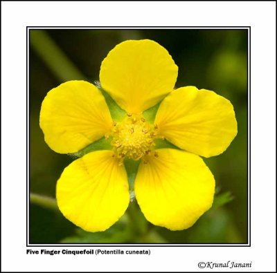 Five Finger Cinquefoil Potentilla cuneata 1.jpg