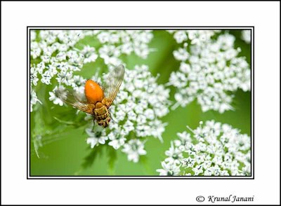 Fly on Flowers 1.jpg