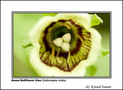 Green Bellflower Vine Codonopsis viridis 1.jpg