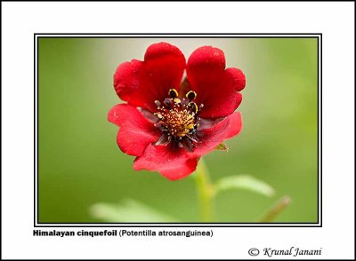 Himalayan cinquefoil Potentilla atrosanguinea 1.jpg