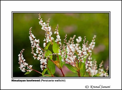 Himalayan knotweed Persicaria wallichii 2.jpg