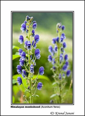 Himalayan monkshood Aconitum ferox 2.jpg