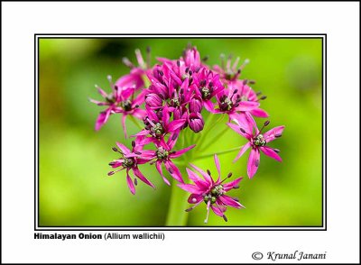 Himalayan Onion Allium wallichii 1.jpg