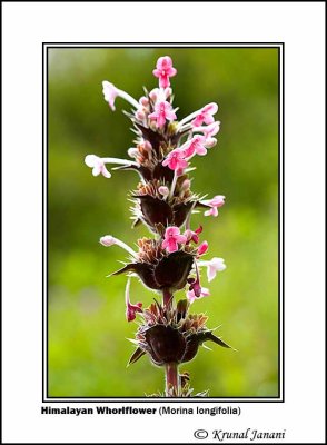 Himalayan Whorlflower Morina longifolia 3.jpg