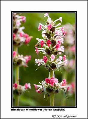 Himalayan Whorlflower Morina longifolia 7.jpg