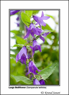 Large Bellflower Campanula latifolia 2.jpg