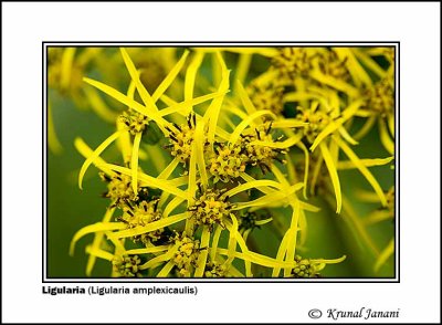 Ligularia Ligularia amplexicaulis 1.jpg