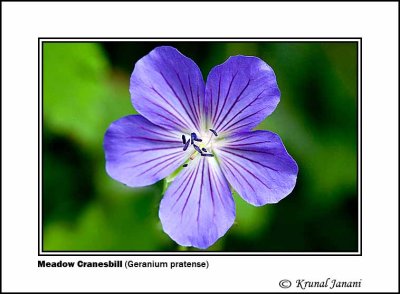 Meadow Cranesbill Geranium pratense 1.jpg