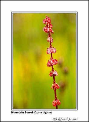 Mountain Sorrel Oxyria digyna 1.jpg