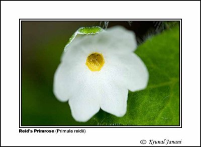 Reids Primrose Primula reidii 1.jpg